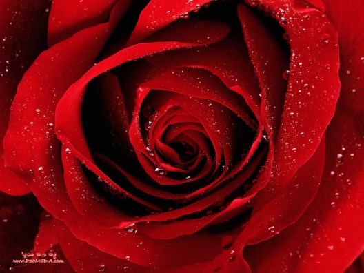 a red rose for youwww p3media com 528 x 396